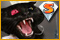 Dark Tales: Der schwarze Kater von Edgar Allan Poe Sammleredition