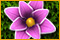 free download Flower Paradise game