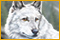 Nancy Drew: Le Loup Blanc d'Icicle Creek