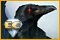 Redemption Cemetery: La Malédiction du Corbeau Edition Collector